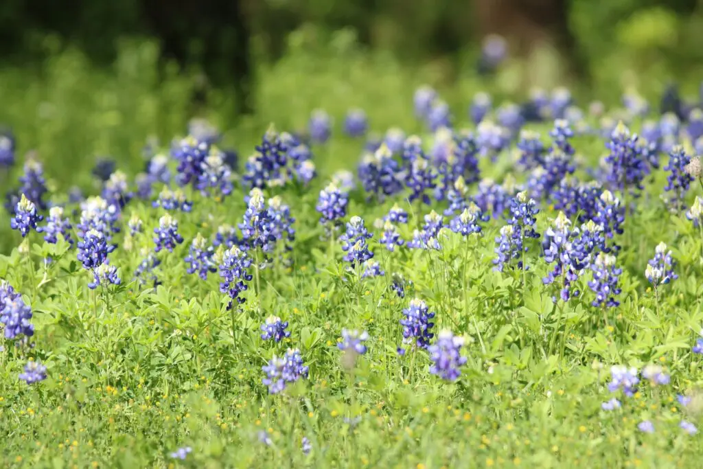 Best Day Trips from Fort Worth for RV Guests