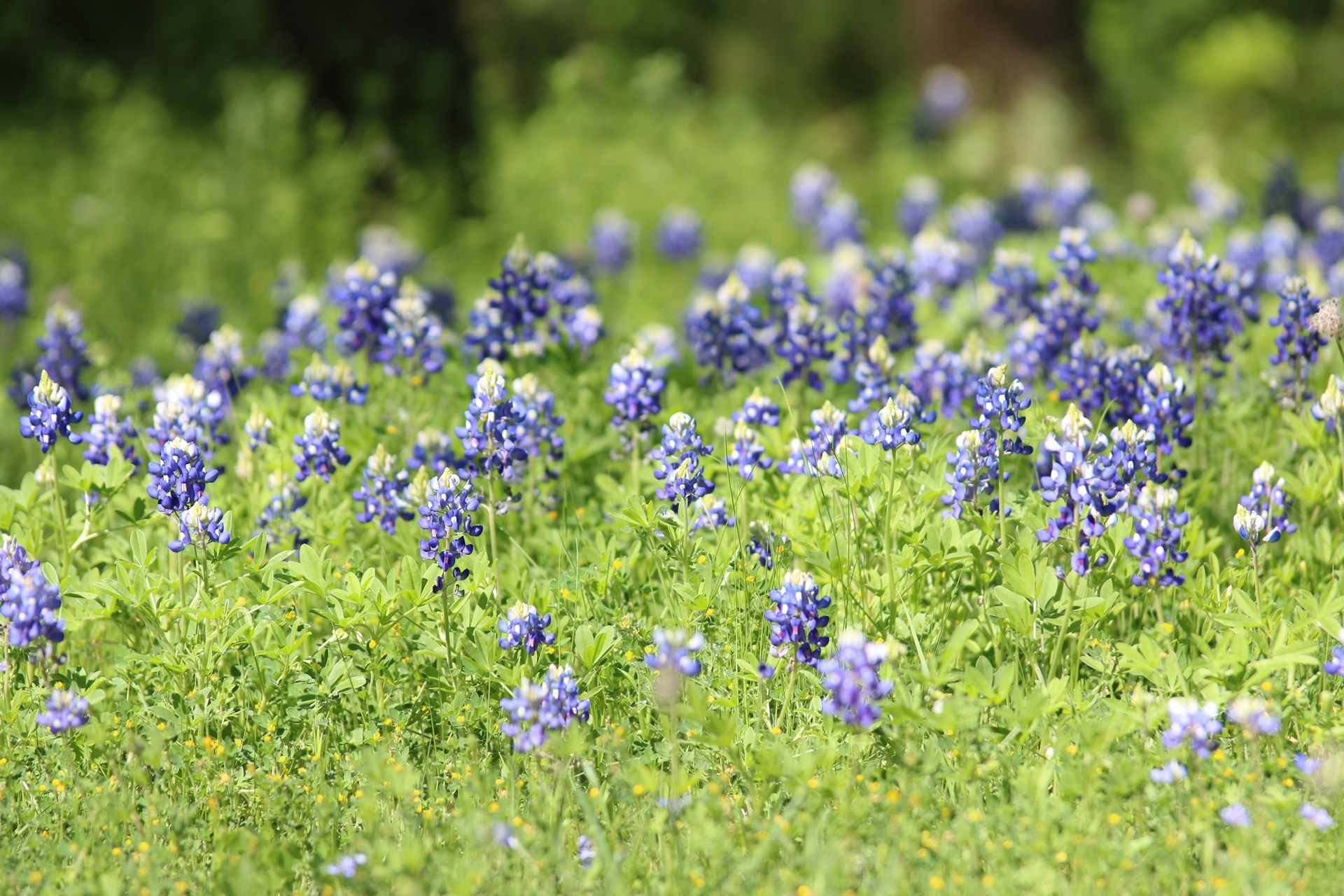 Best Day Trips from Fort Worth for RV Guests